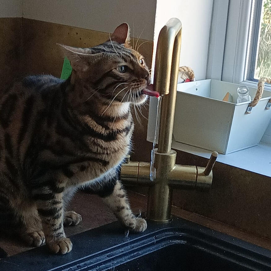 Cheeky bengal!