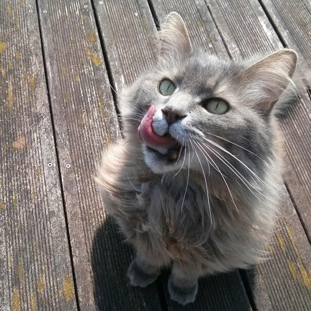 Gorgeous T. enjoyed her treat