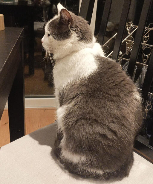 grey and white cat