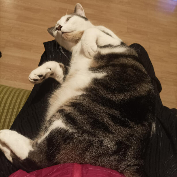 Happy lap cat
