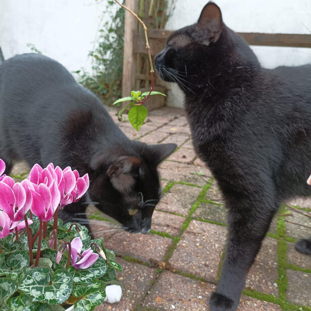 House panther brothers